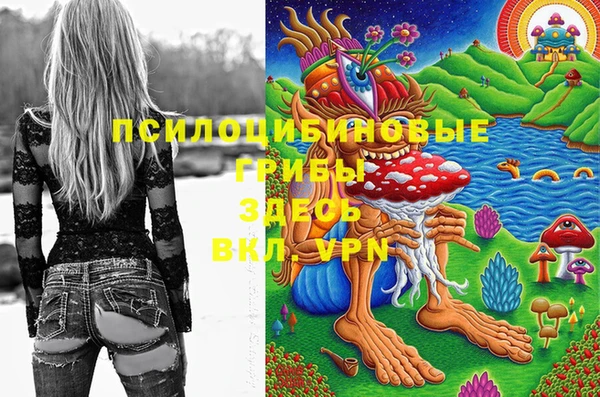 индика Новозыбков